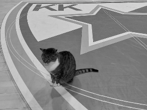 Од чувене мачке Љубице се опростила чак и Евролига - "Пионир" остао без дугогодишњег становника