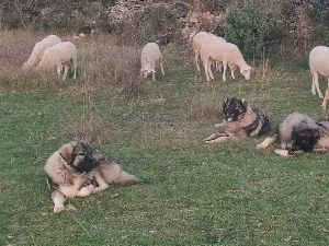 Вукови под заштитом, људи без помоћи - муке повратничке породице из Кистања