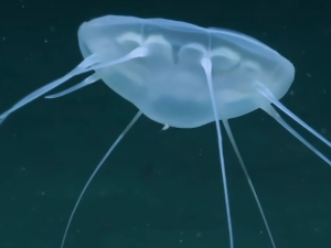 Медуза велика као школски аутобус откривена у дубинама Атлантика