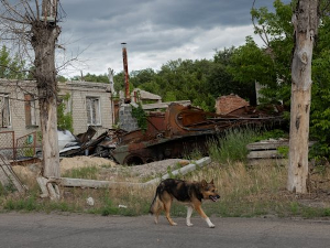 Због рата, пси на улицама Украјине све сличнији дивљим животињама