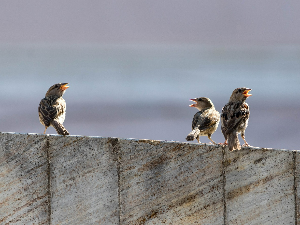 Дуети, терцети