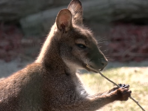 Кенгур Драган међу алпакама и емуима и то у Ниш!