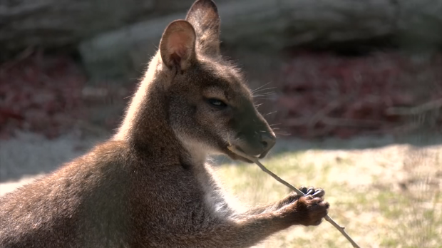 Кенгур Драган међу алпакама и емуима и то у Нишу