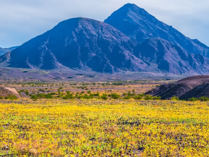 Долина смрти је процветала – догађај који се дешава једном у деценији