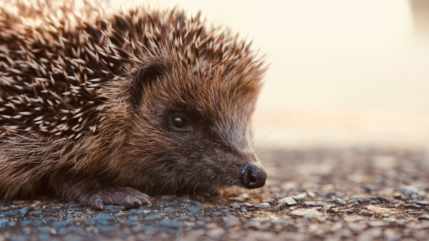 Могу ли научници да спасу јежеве растерујући их ултразвучним уређајима са европских путева
