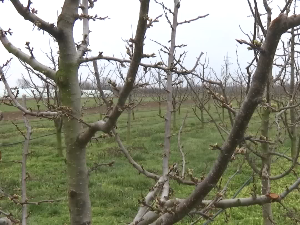 Повећање површина под лешником