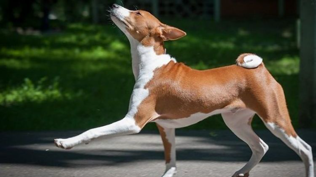 Говори да бих те видео: Басенџи