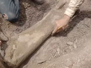 Необично откриће у Бразилу –  бутна кост џиновског диносауруса који је живео и у Европи