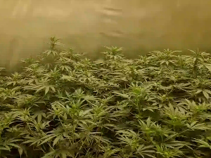 Две особе ухапшене у Суботици због производње и промета марихуане и канабиса