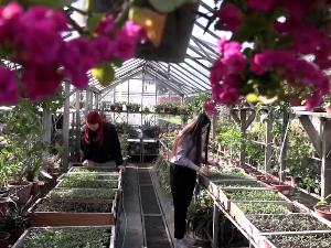 Расад из шабачке пољопривредне школе и за тржиште