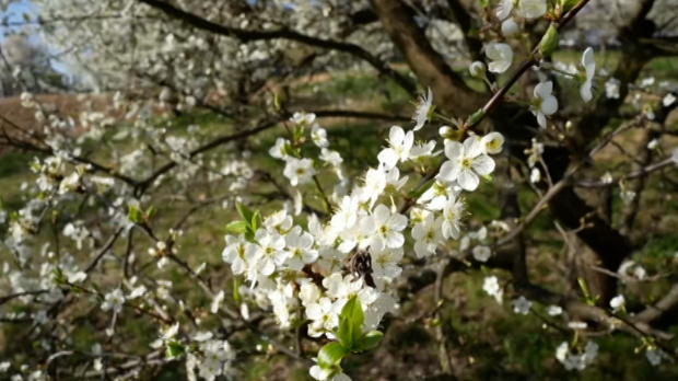 Пролеће по календару, захлађење и снег у пракси