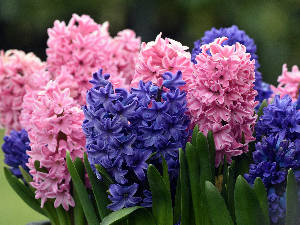 Данкина бројаница – Овај музички цветак