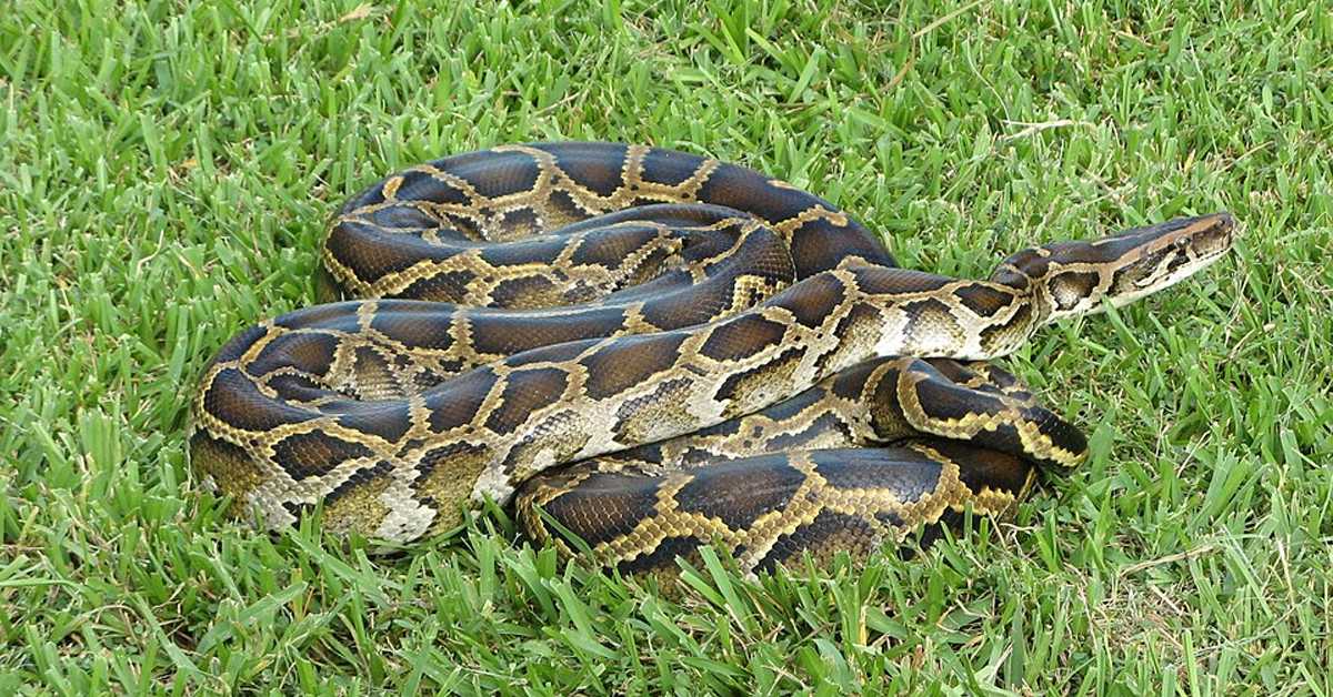 Молекул из крви питона могао би да постане нови лек против гојазности, кажу научници