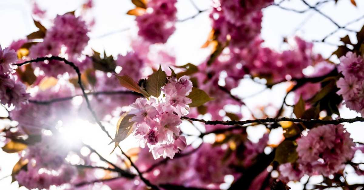 Процветале трешње у Јапану – симбол живота и радости