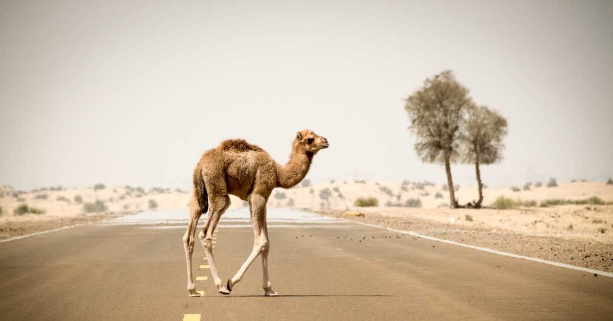 Егзотика  Аустралијe – дивље једногрбе камиле – агресивне и доминантне
