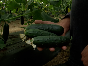 Први домаћи краставац бере се у лесковачкој котлини