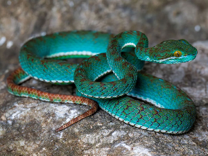 Јединствене лабораторије еволуције – у пећинама Камбоџе откривене змије које нико до сада није видео