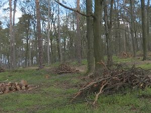 Београдске шуме под притиском климе и штеточина – како сачувати зелена плућа града