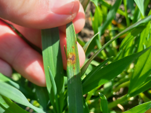 Пшеница се лепо развила – за даљи напредак потребна јој је киша