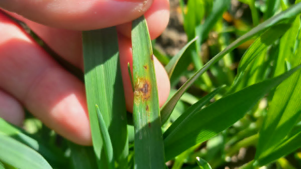 Пшеница се лепо развила – за даљи напредак потребна јој је киша