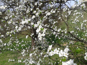 Мартовски снег и процветало воће