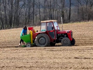 Зашто се у Србији смањује производња кромпира?