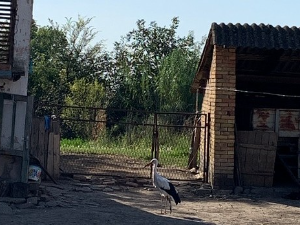 Рода Ђура из Банатске Дубице