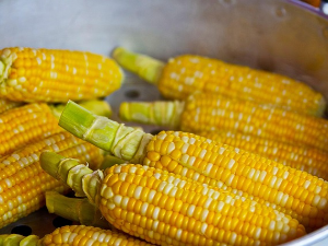 Стручњаци саветују ратаре: Са сетвом кукуруза не треба журити, обавезно сачекати да се земљиште загреје