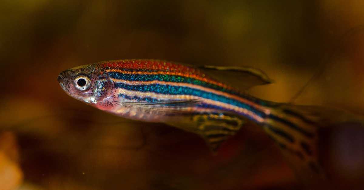 Зебрица као херој модерне медицине: Како српски научници кроз пројекат ZeNCure трасирају пут ка персонализованом лечењу