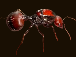 За један примерак и 220 долара – цвета илегална трговина мравима у Кенији 