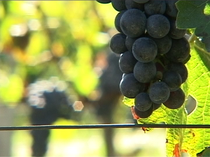 Успеси српског вина 