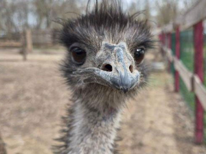 Од нојева из Зимбабвеа до специјалитета у Шупљаку – необична прича Петера Гуљаша