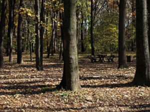 Потрага за несталом женом у Звездарској шуми