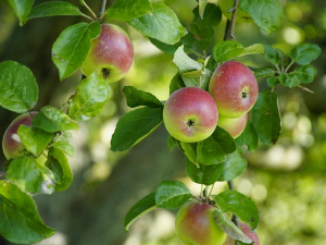Воћари се припремају за нову сезону