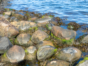  Балтичко море „тешко дише“ – у дубинама скоро да нема живота