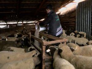 Узгој старопланинског јагњета у Сукову код Пирота