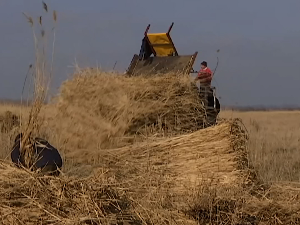 Трска из Србије све траженија на западном тржишту