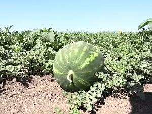 "Деонички бостан" - од калема до пијаце