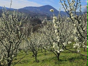 После три тешке године, воћњаци се буде – без мраза на видику, расте нада у добар род