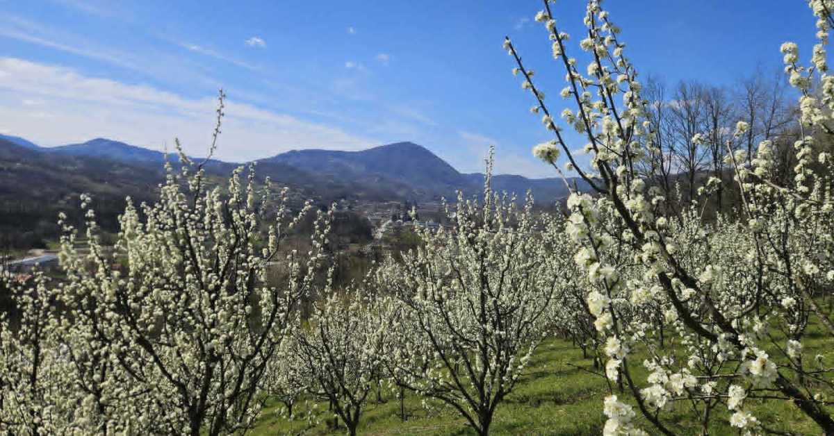 После три тешке године, воћњаци се буде – без мраза на видику, расте нада у добар род