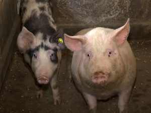 Делови територије Јагодине проглашени подручјем зараженим афричком кугом свиња, потенцијлано угрожене још три општине