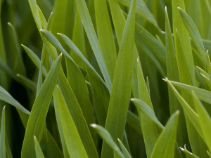 Пшеница у добром стању