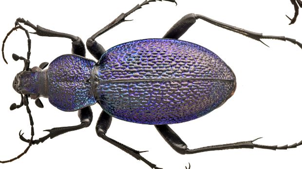 Потврђено да Србијом трчкара нова врста инсекта: велики љубичасти трчуљак уочен крај Нишаве 