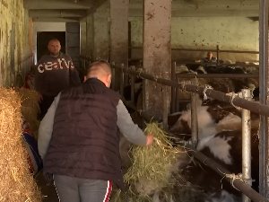 Повећава се сточни фонд у Пчињском округу, расту цене живе ваге