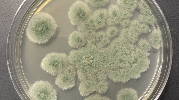 Осми путници на летовима за Марс, Црвену планету би могле да колонизују гљивице