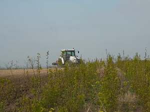 Сеје се багрем на парцелама у близини Иђоша код Кикинде