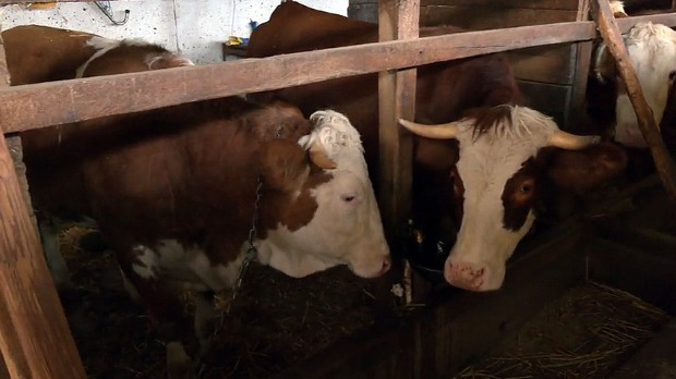 Подстицаји у сточарству - шта доносе нове мере