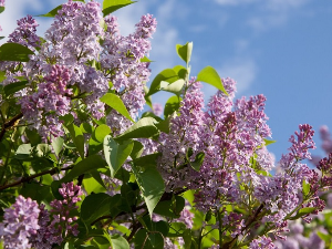 Ведро небо изнад Србије – температура до 22 степена