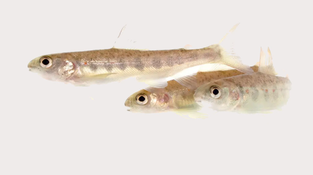 Невидљива претња у водама – научници открили ефекте кокаина на рибе 