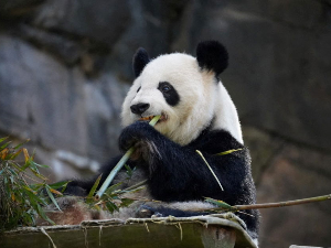Панда дипломатија поново на сцени: Кина шаље нови пар панди у САД